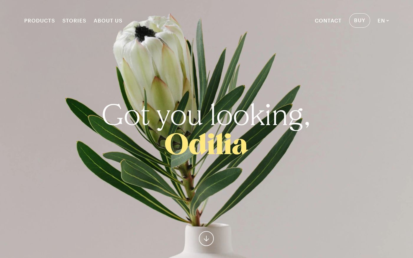 Screenshot of Odilia website